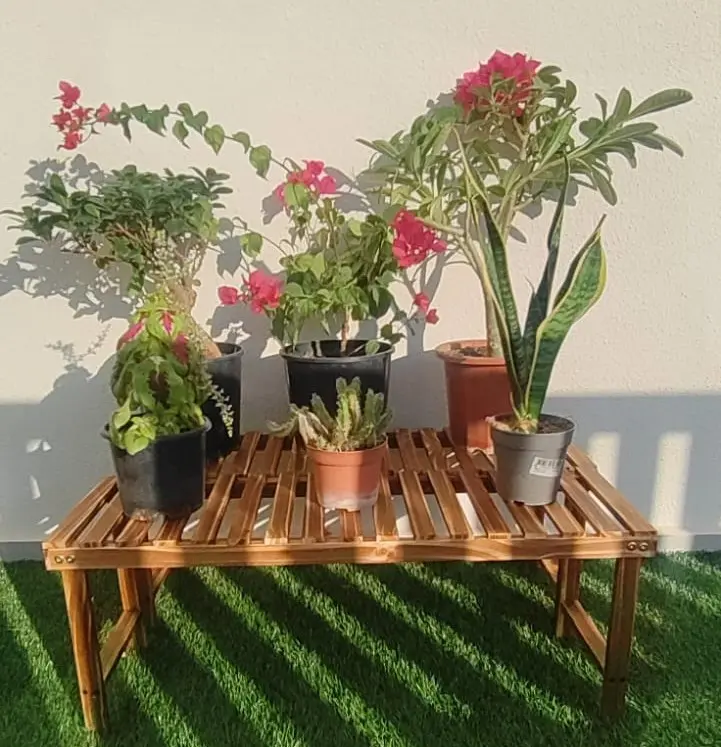 Affordable Single Layer Wooden Plant Stand - Stylish & Durable(Pack of 2)